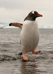 gentoo